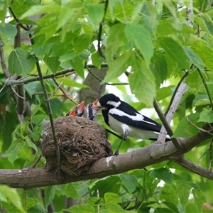 Grallina cyanoleuca (Magpie-lark) at Richardson, ACT by MB