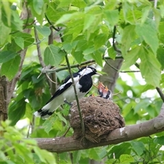 Grallina cyanoleuca at Richardson, ACT - 21 Nov 2024