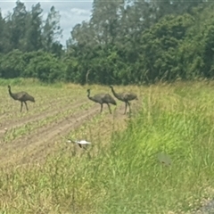 Dromaius novaehollandiae (Emu) at Tyndale, NSW - 16 Dec 2024 by Topwood