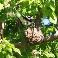 Grallina cyanoleuca (Magpie-lark) at Richardson, ACT - 23 Nov 2024 by MB