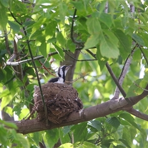 Grallina cyanoleuca at Richardson, ACT - 23 Nov 2024