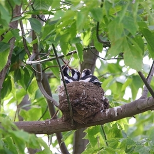 Grallina cyanoleuca (Magpie-lark) at Richardson, ACT by MB