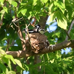 Grallina cyanoleuca (Magpie-lark) at Richardson, ACT - 25 Nov 2024 by MB