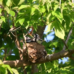 Grallina cyanoleuca at Richardson, ACT - 26 Nov 2024