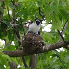 Grallina cyanoleuca (Magpie-lark) at Richardson, ACT - 27 Nov 2024 by MB