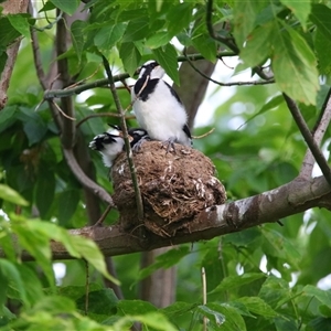 Grallina cyanoleuca (Magpie-lark) at Richardson, ACT by MB