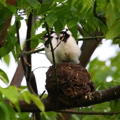 Grallina cyanoleuca (Magpie-lark) at Richardson, ACT - 1 Dec 2024 by MB