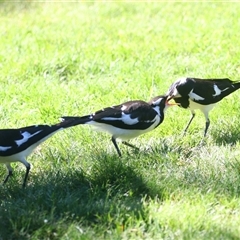 Grallina cyanoleuca (Magpie-lark) at Richardson, ACT - 8 Dec 2024 by MB