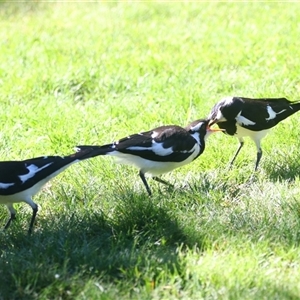 Grallina cyanoleuca (Magpie-lark) at Richardson, ACT by MB