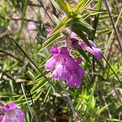 Hemiandra pungens (Snakebush) at Augusta, WA - 15 Oct 2024 by AnneG1