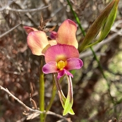 Diuris jonesii at Augusta, WA - 15 Oct 2024 by AnneG1