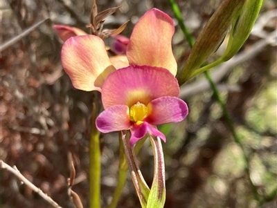 Diuris jonesii at Augusta, WA - 15 Oct 2024 by AnneG1