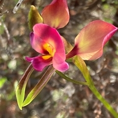 Diuris jonesii at Augusta, WA - suppressed