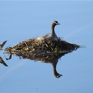 Tachybaptus novaehollandiae (Australasian Grebe) at Kambah, ACT by HelenCross