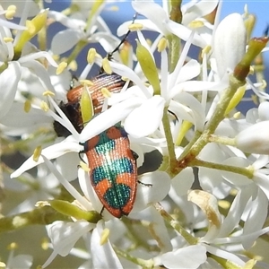 Castiarina hilaris at Kambah, ACT - 16 Dec 2024 09:59 AM