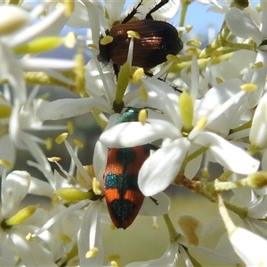 Castiarina hilaris at Kambah, ACT - 16 Dec 2024 09:59 AM