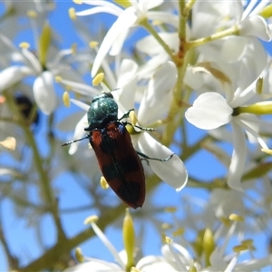 Castiarina hilaris at Kambah, ACT - 16 Dec 2024 09:59 AM