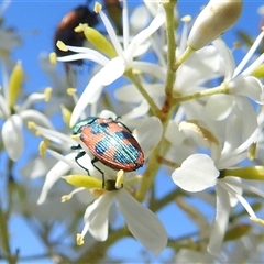 Castiarina hilaris at Kambah, ACT - 16 Dec 2024 09:59 AM