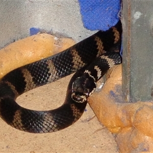 Hoplocephalus stephensii (Stephen's Banded Snake) at Pappinbarra, NSW by jonvanbeest