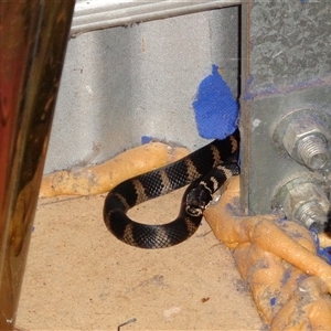 Hoplocephalus stephensii at Pappinbarra, NSW - suppressed