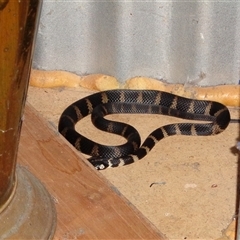 Hoplocephalus stephensii at Pappinbarra, NSW - suppressed