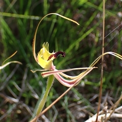 Caladenia attingens at Augusta, WA - 15 Oct 2024 by AnneG1