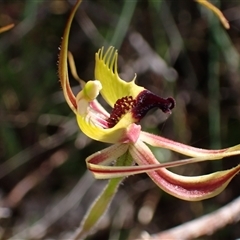 Caladenia attingens at Augusta, WA - 15 Oct 2024