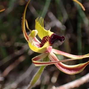 Caladenia attingens at Augusta, WA - suppressed