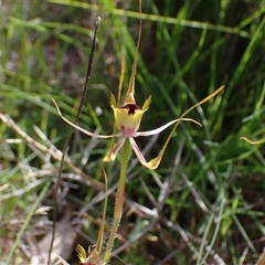 Caladenia attingens at Augusta, WA - 15 Oct 2024