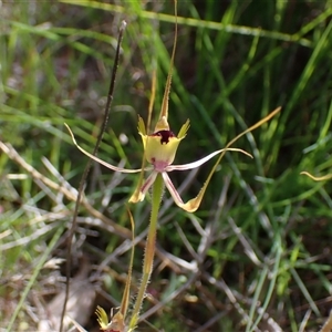 Caladenia attingens at Augusta, WA - suppressed