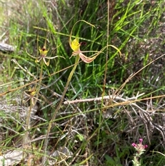 Caladenia attingens at Augusta, WA - suppressed