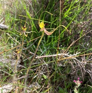 Caladenia attingens at Augusta, WA - 15 Oct 2024