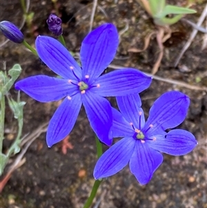 Chamaescilla corymbosa at Augusta, WA by AnneG1