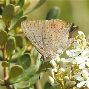 Paralucia pyrodiscus at Kambah, ACT - 16 Dec 2024