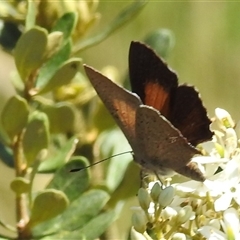 Paralucia pyrodiscus at Kambah, ACT - suppressed