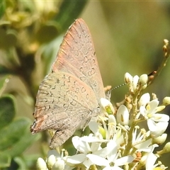 Paralucia pyrodiscus at Kambah, ACT - 16 Dec 2024