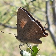 Paralucia pyrodiscus at Kambah, ACT - suppressed