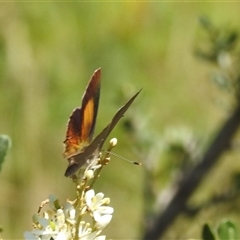 Paralucia pyrodiscus at Kambah, ACT - 16 Dec 2024