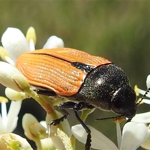 Castiarina subpura (A jewel beetle) at Kambah, ACT by HelenCross