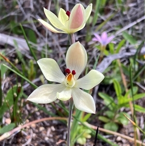 Thelymitra antennifera (Vanilla Orchid, Lemon-scented Sun Orchid) at Augusta, WA by AnneG1