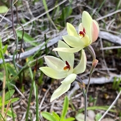Thelymitra antennifera at Augusta, WA - suppressed