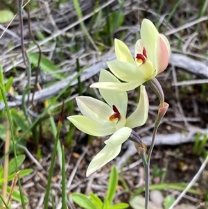 Thelymitra antennifera at Augusta, WA - suppressed