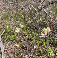 Thelymitra antennifera at Augusta, WA - suppressed