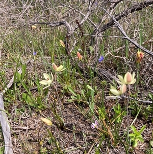 Thelymitra antennifera at Augusta, WA - suppressed