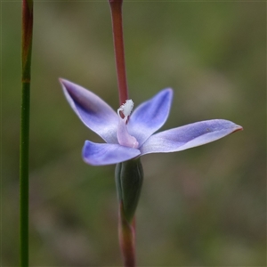 Thelymitra pauciflora at Tallong, NSW - 28 Oct 2024