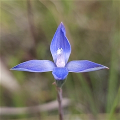 Thelymitra pauciflora at Tallong, NSW - suppressed