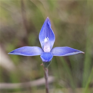 Thelymitra pauciflora at Tallong, NSW - 28 Oct 2024