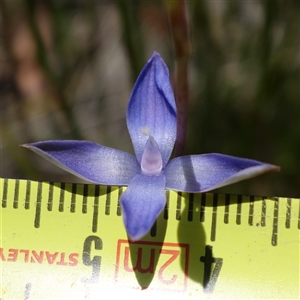 Thelymitra pauciflora at Tallong, NSW - 28 Oct 2024