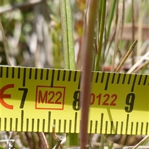 Thelymitra pauciflora at Tallong, NSW - suppressed