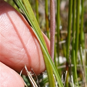 Thelymitra pauciflora at Tallong, NSW - suppressed